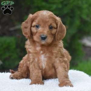 Major, Cavapoo Puppy